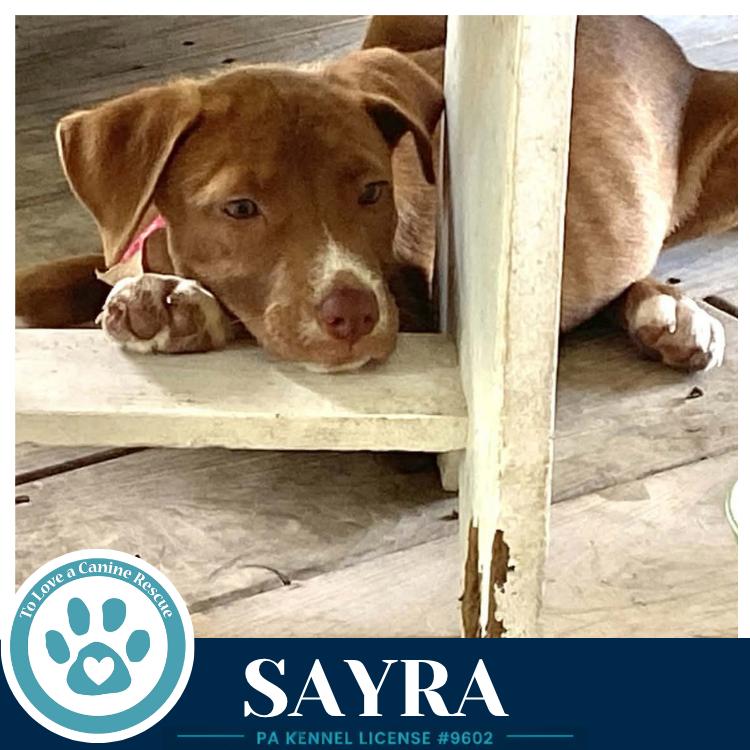 Enlarge Sayra 082226, a Adoptable mixed breed in Kimberton, PA image 4/4