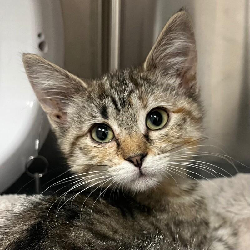 Yasmin, Adoptable, Young Female Domestic Short Hair.