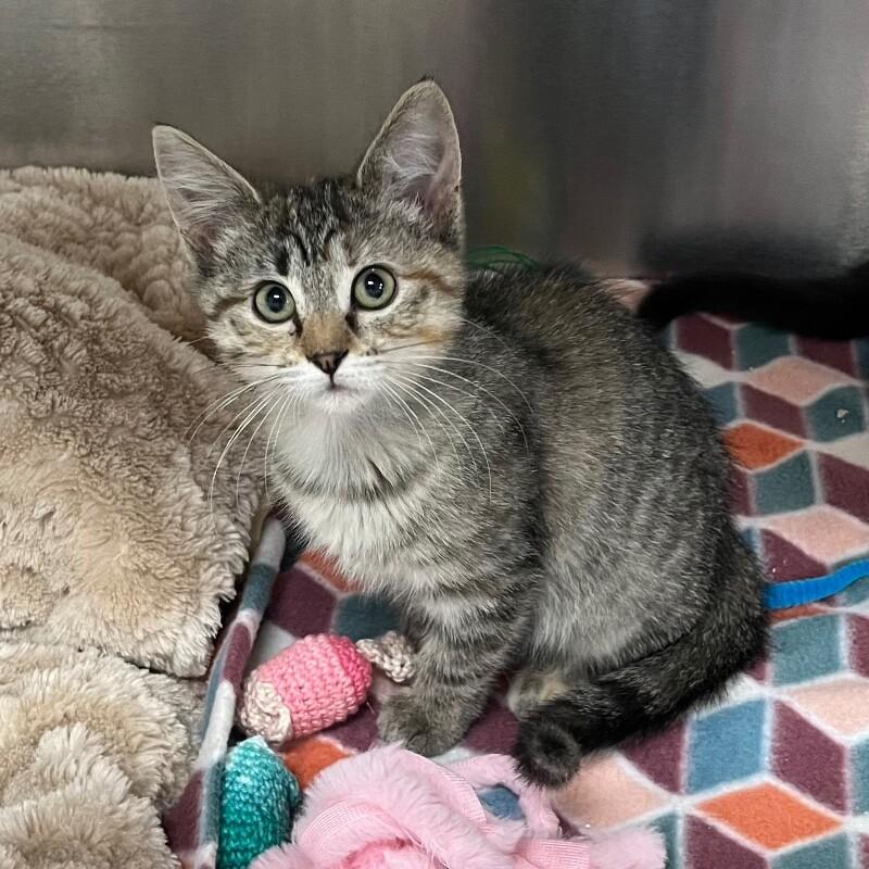 Enlarge Yasmin, a Adoptable Domestic Short Hair in Yankton, SD image 3/3