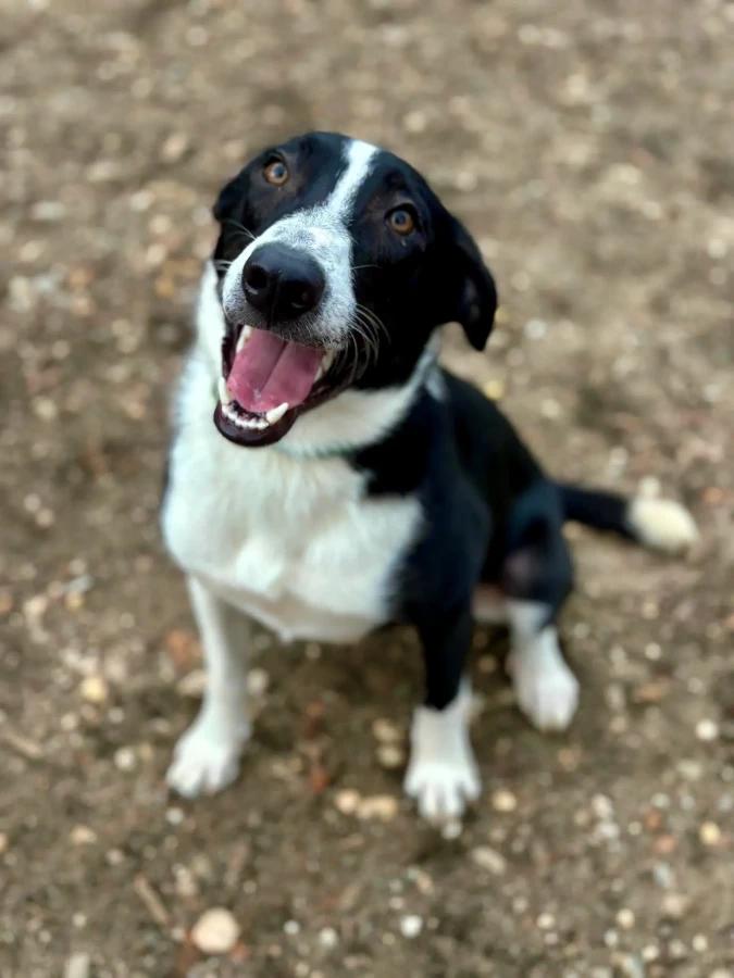 Ace, Adoptable, Adult Male Australian Shepherd & Mixed Breed.