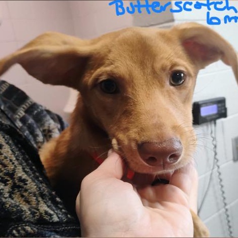 Enlarge Butterscotch, a Adopted Mixed Breed in West Grove, PA image 3/3