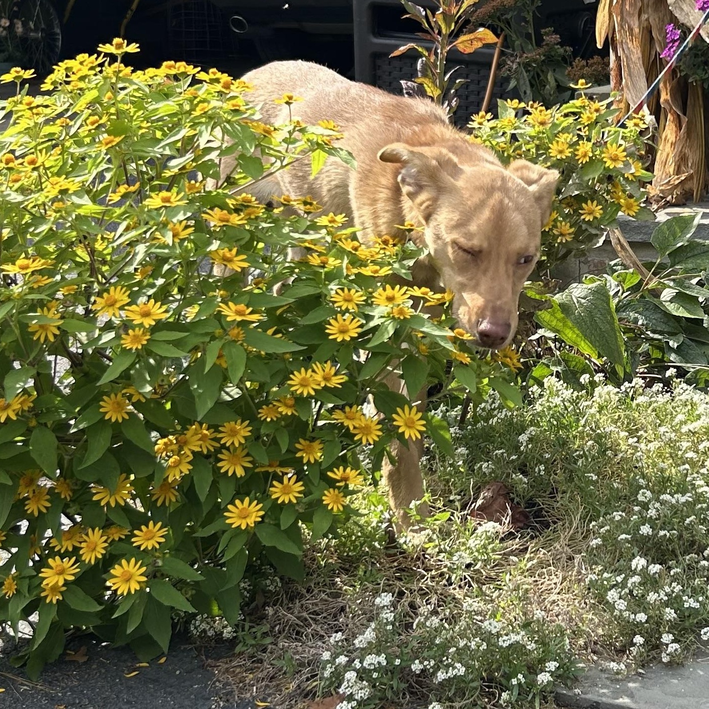 Enlarge Butterscotch, a Adopted Mixed Breed in West Grove, PA image 2/3