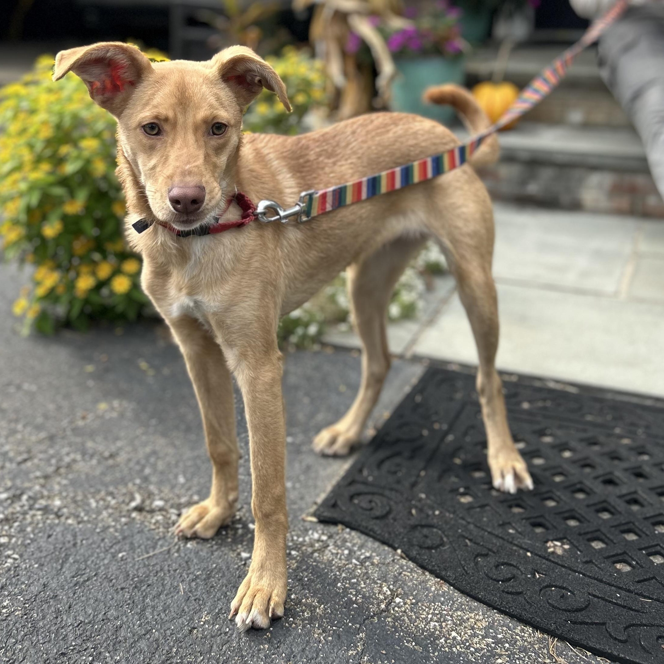 Enlarge Butterscotch, a Adopted Mixed Breed in West Grove, PA image 1/3