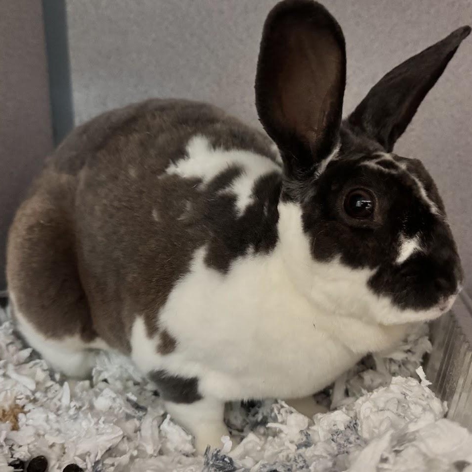 Enlarge Robbie, a Adoptable Rex in Waterloo, IA image 2/3