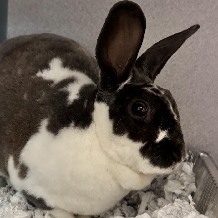 Enlarge Robbie, a Adoptable Rex in Waterloo, IA image 3/3