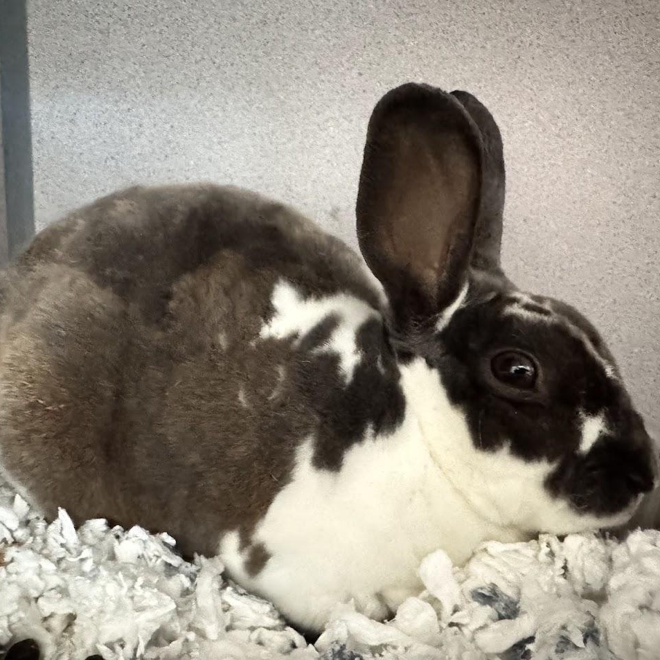 Robbie, Adoptable, Young Male Rex.