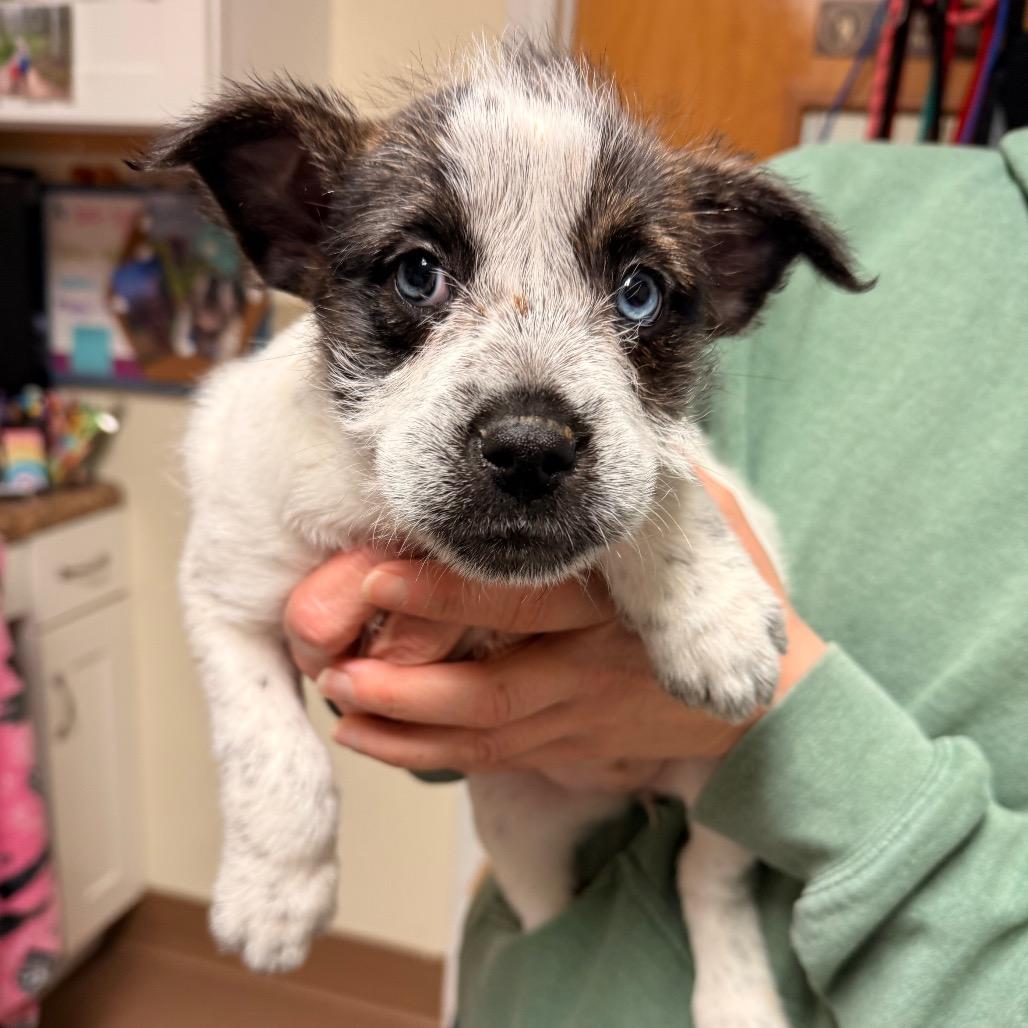 Rolly, Adoptable, Puppy Female Mixed Breed.