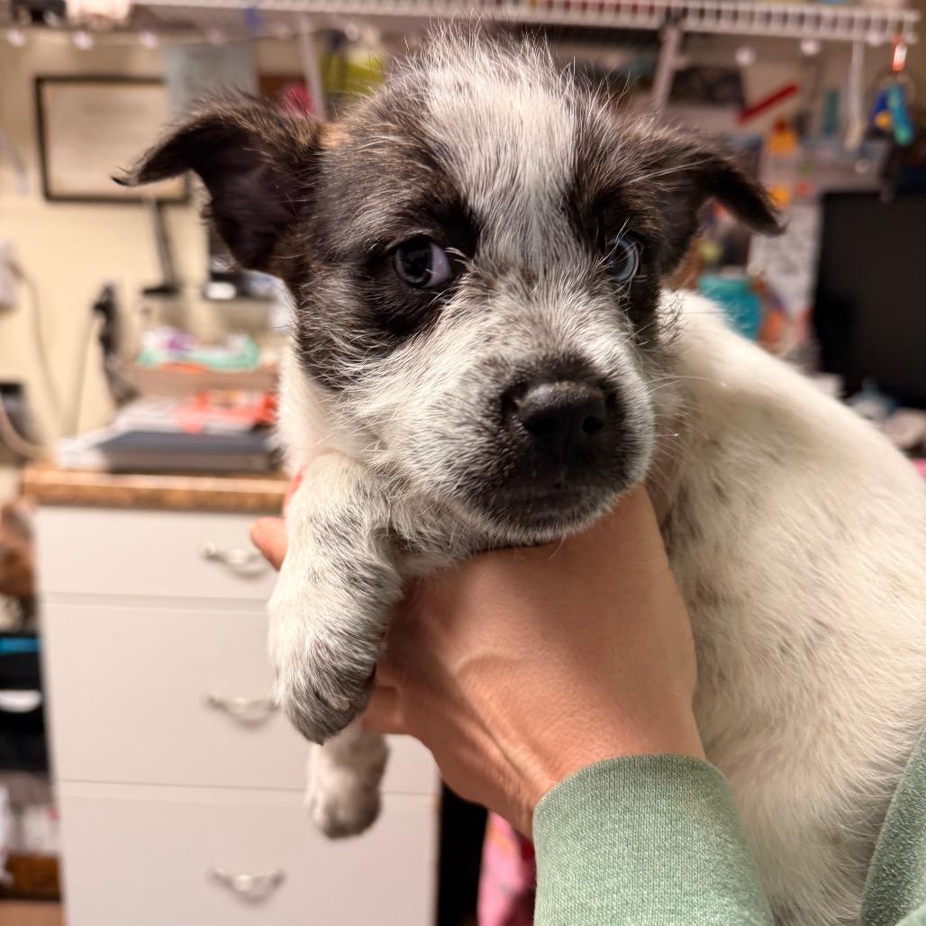 Enlarge Rolly, a Adoptable Mixed Breed in Hendersonville, NC image 2/3