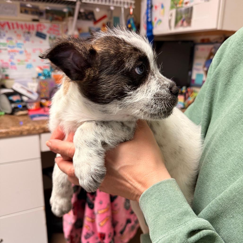 Enlarge Rolly, a Adoptable Mixed Breed in Hendersonville, NC image 3/3