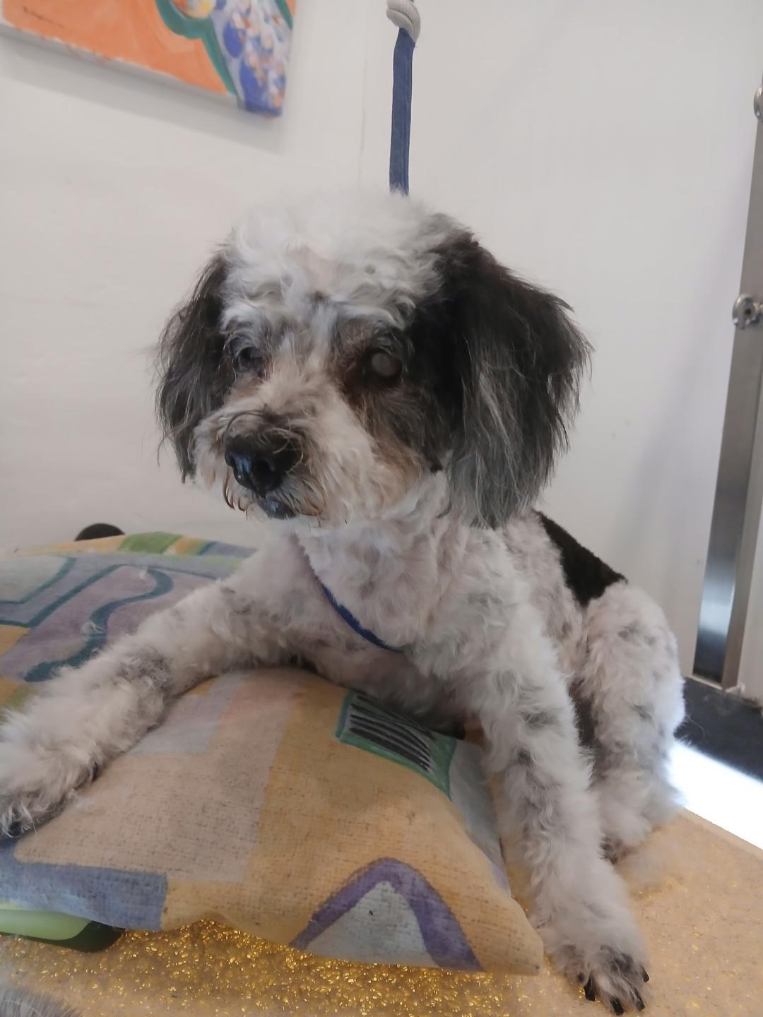 Oreo, Adoptable, Senior Female Miniature Poodle.