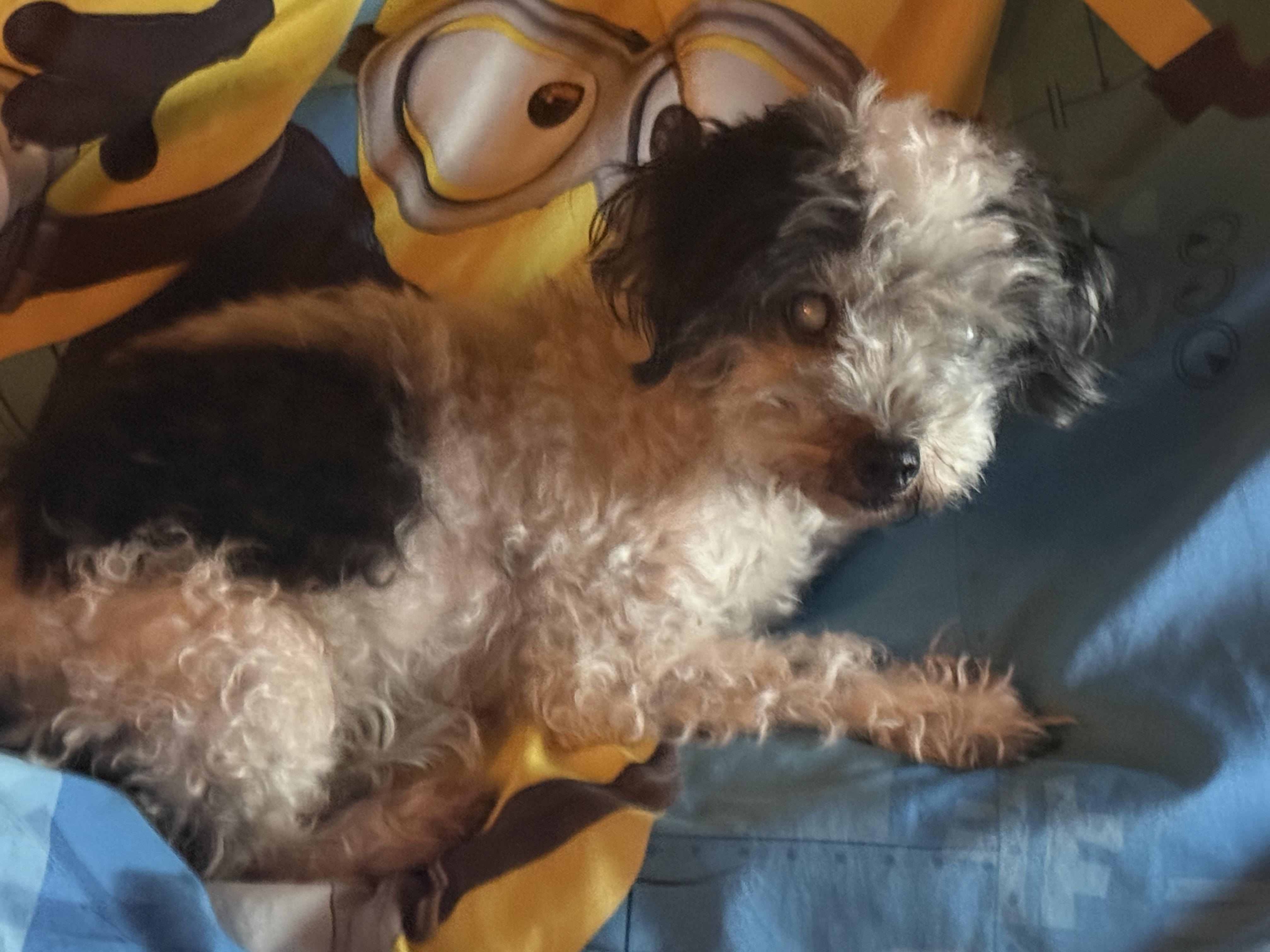 Oreo photo 3