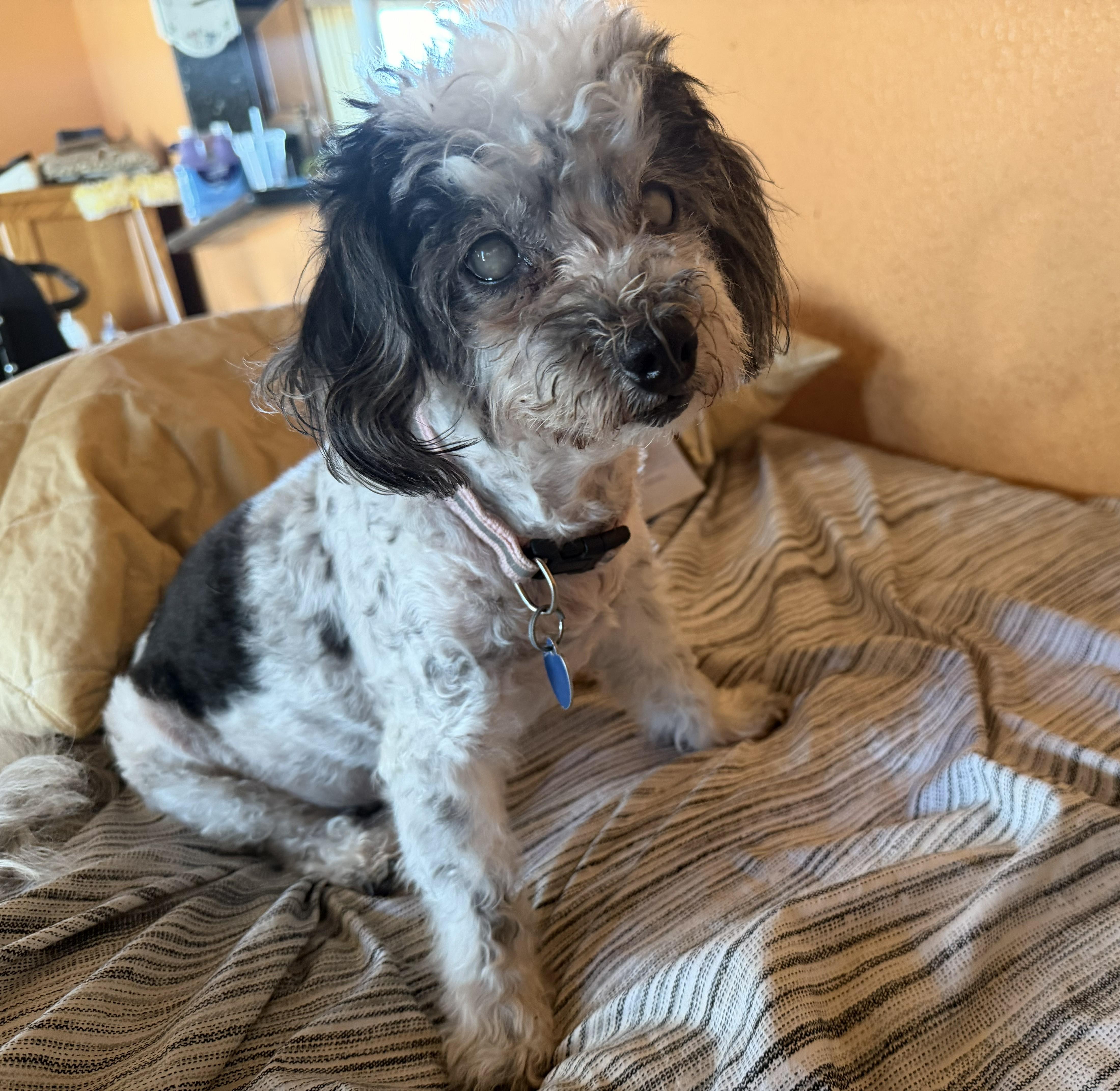 Enlarge Oreo, a Adoptable Miniature Poodle in Westlake Village, CA image 2/2