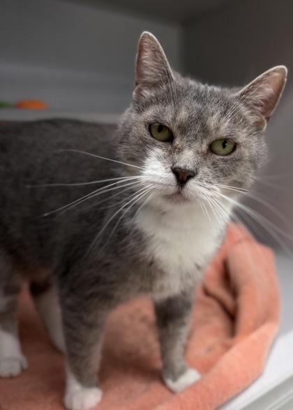 Enlarge Tomato, a Adoptable Domestic Short Hair in Bensalem, PA image 2/3