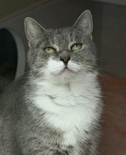 Tomato, Adoptable, Adult Female Domestic Short Hair & Domestic Short Hair.