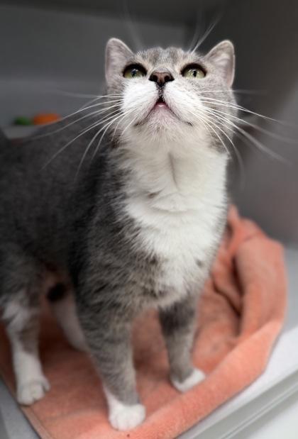 Tomato, a Adoptable Domestic Short Hair in Bensalem, PA image 2/3