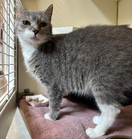 Tomato, a Adoptable Domestic Short Hair in Bensalem, PA image 3/3