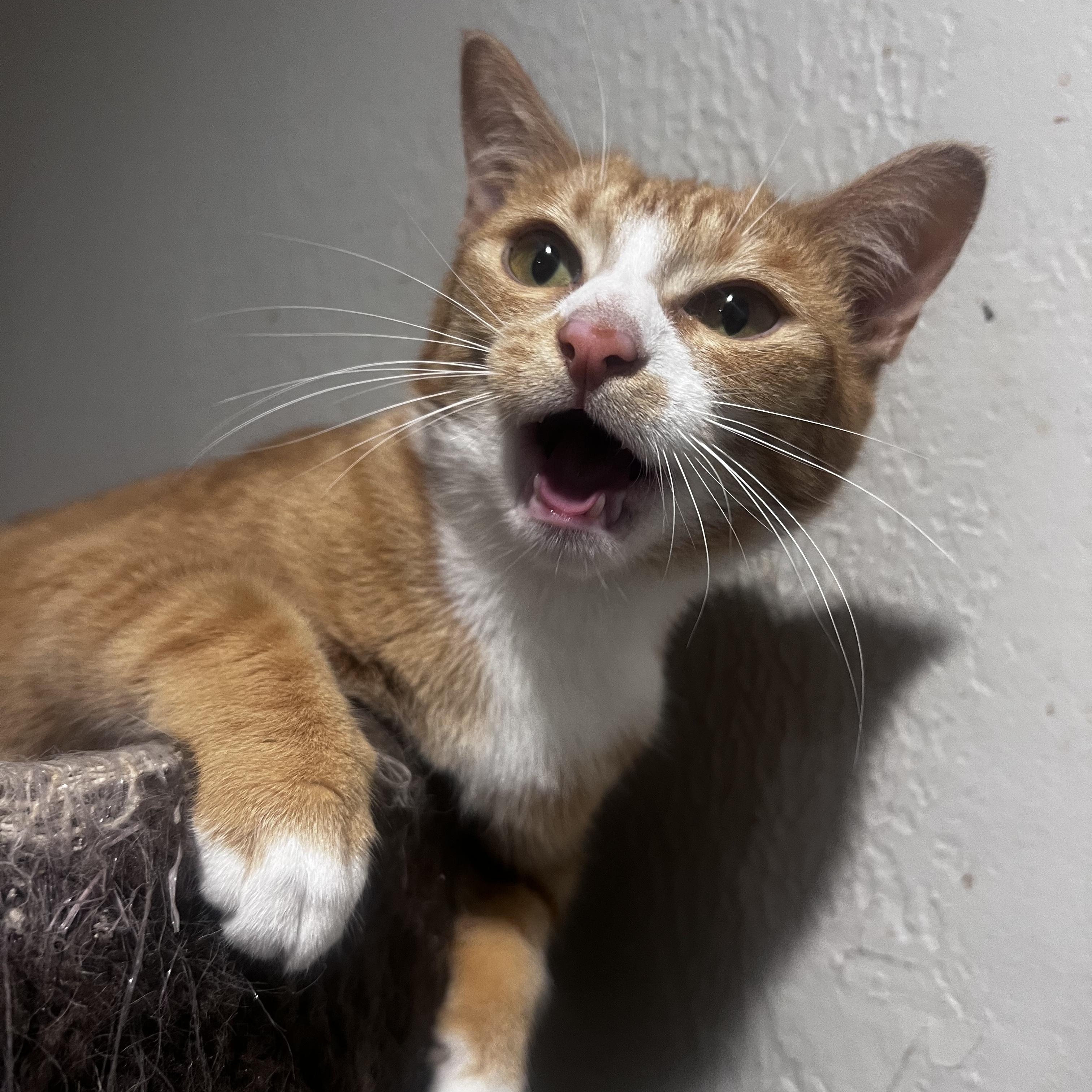 Bongo, Adoptable, Adult Female American Shorthair.