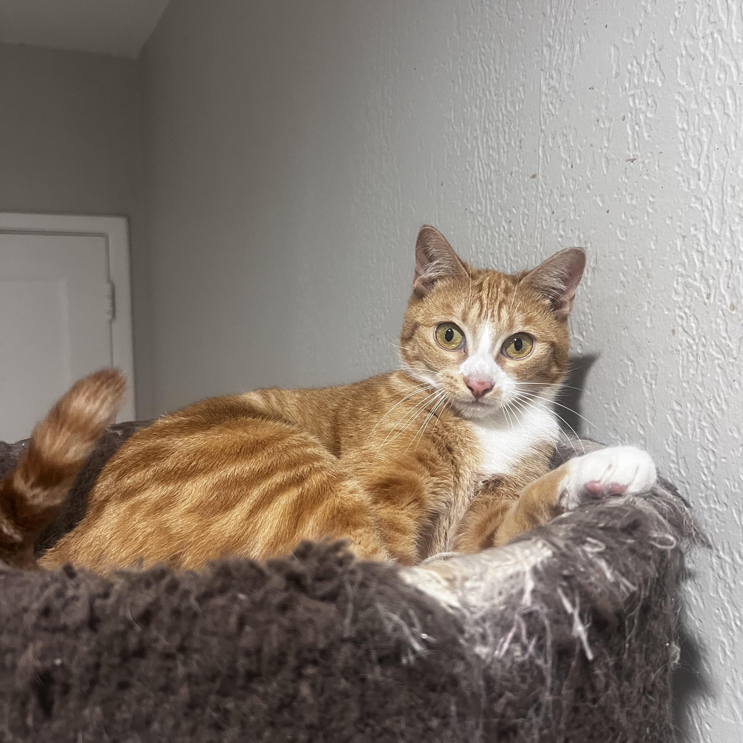 Bongo, a Adoptable American Shorthair in Pembroke Pines, FL image 3/4