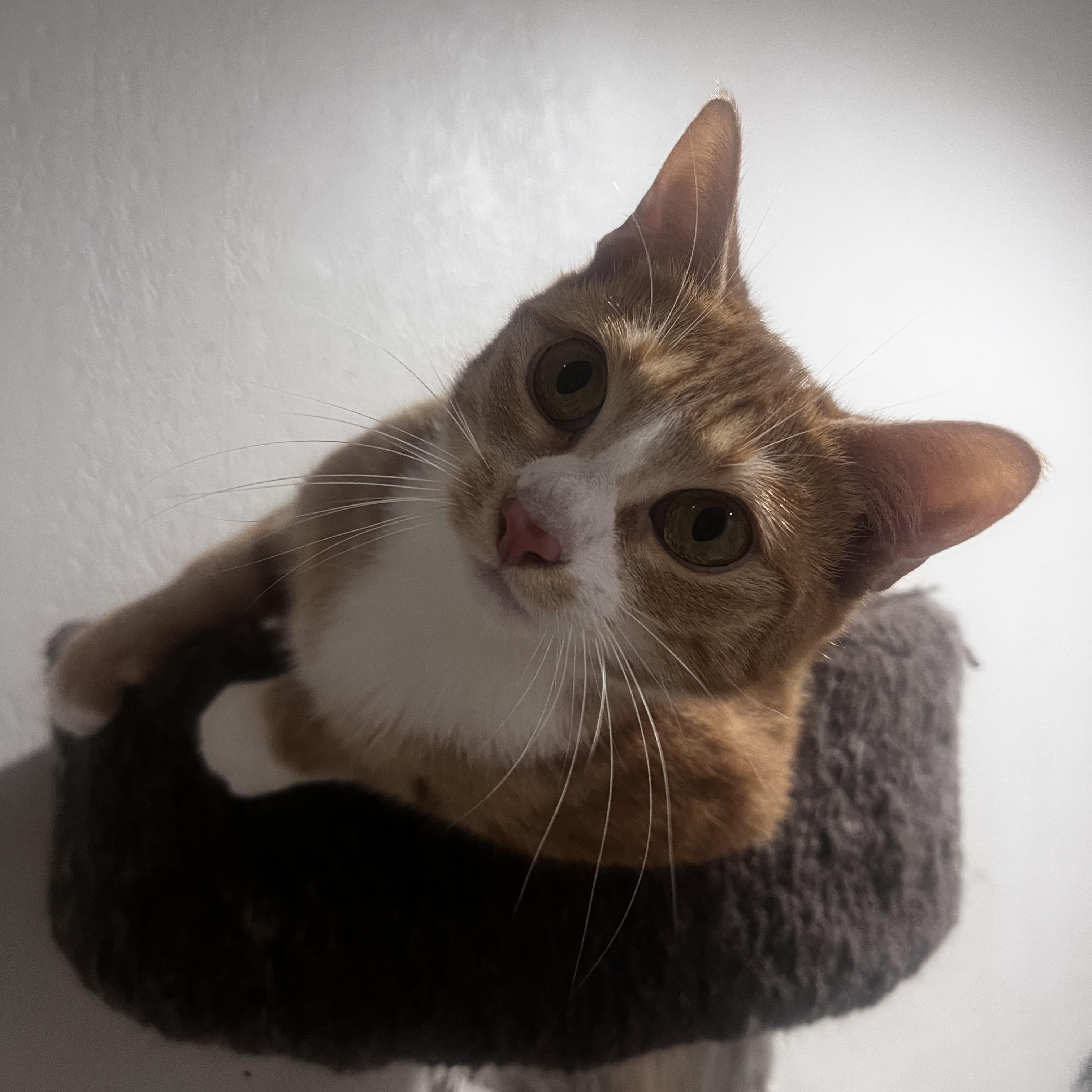 Bongo, a Adoptable American Shorthair in Pembroke Pines, FL image 4/4