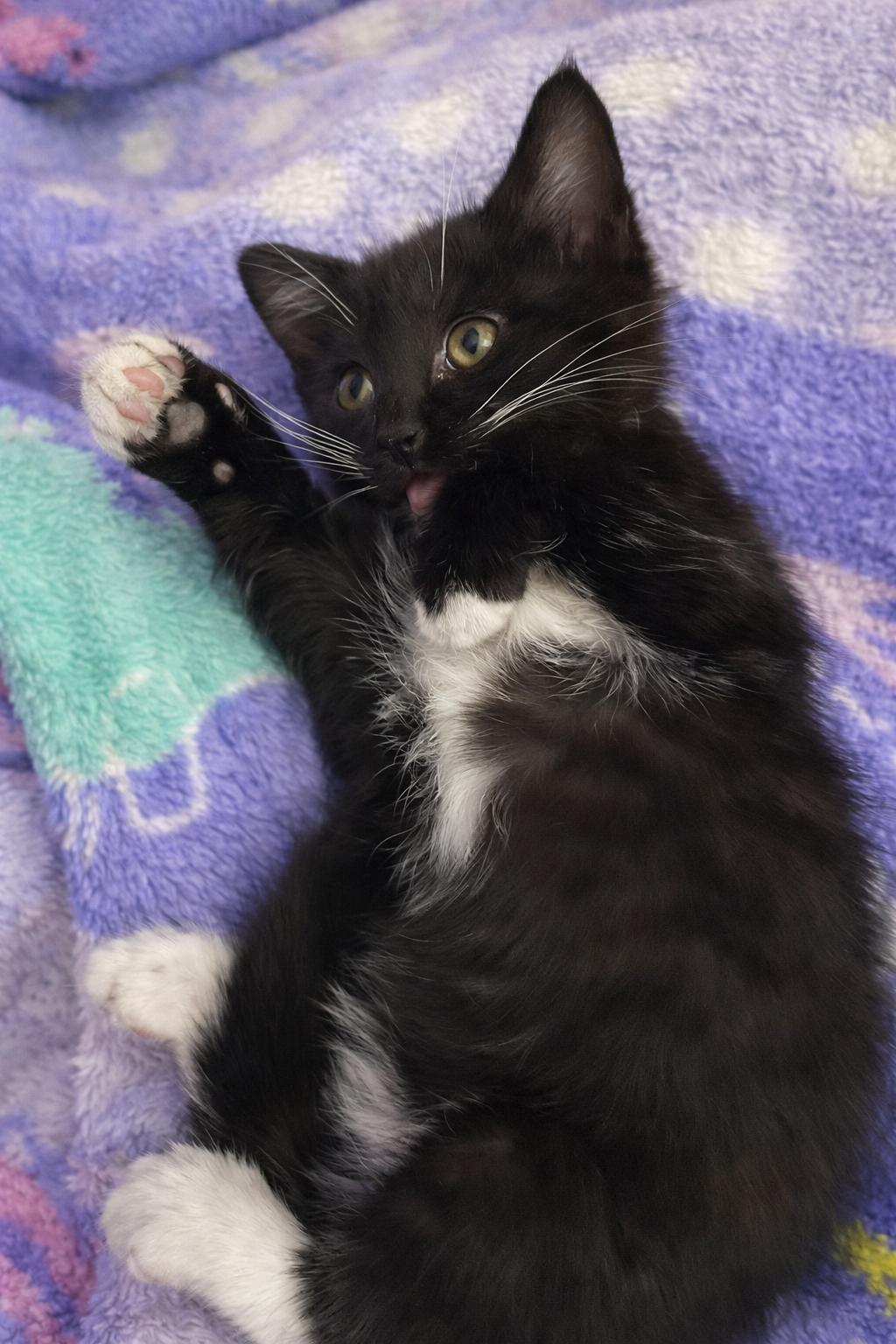 Enlarge Minnie and Mickey (MUST be adopted together), an adopted mixed breed in Houston, TX image 5/6