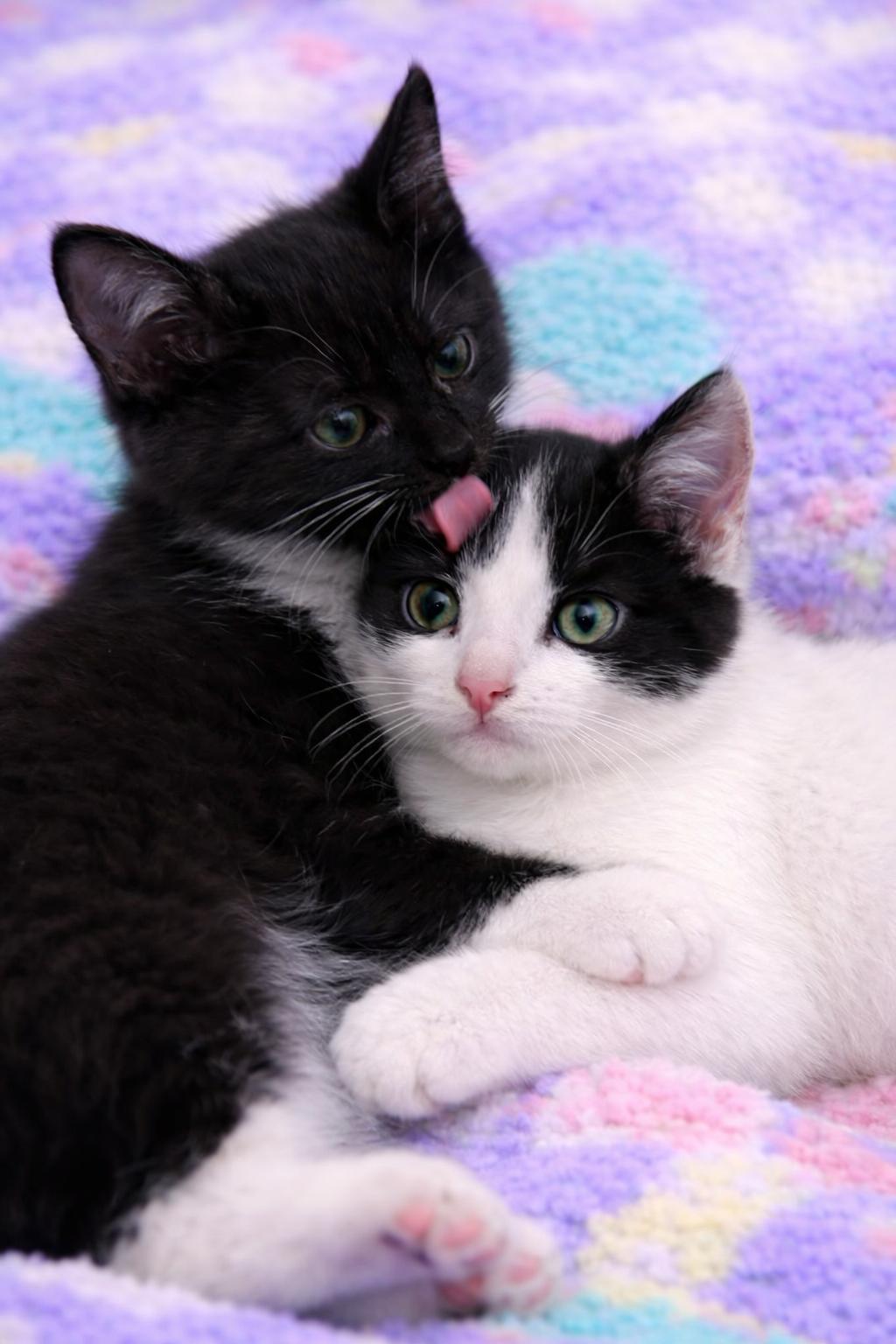 Enlarge Minnie and Mickey (MUST be adopted together), an adopted mixed breed in Houston, TX image 1/6