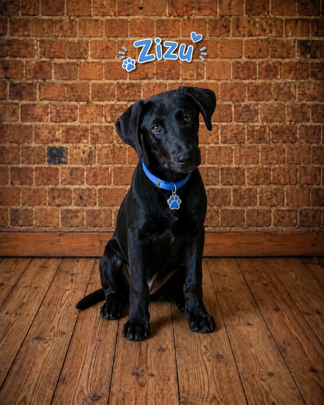 Zizu, ADOPTABLE, Young Male Labrador Retriever.