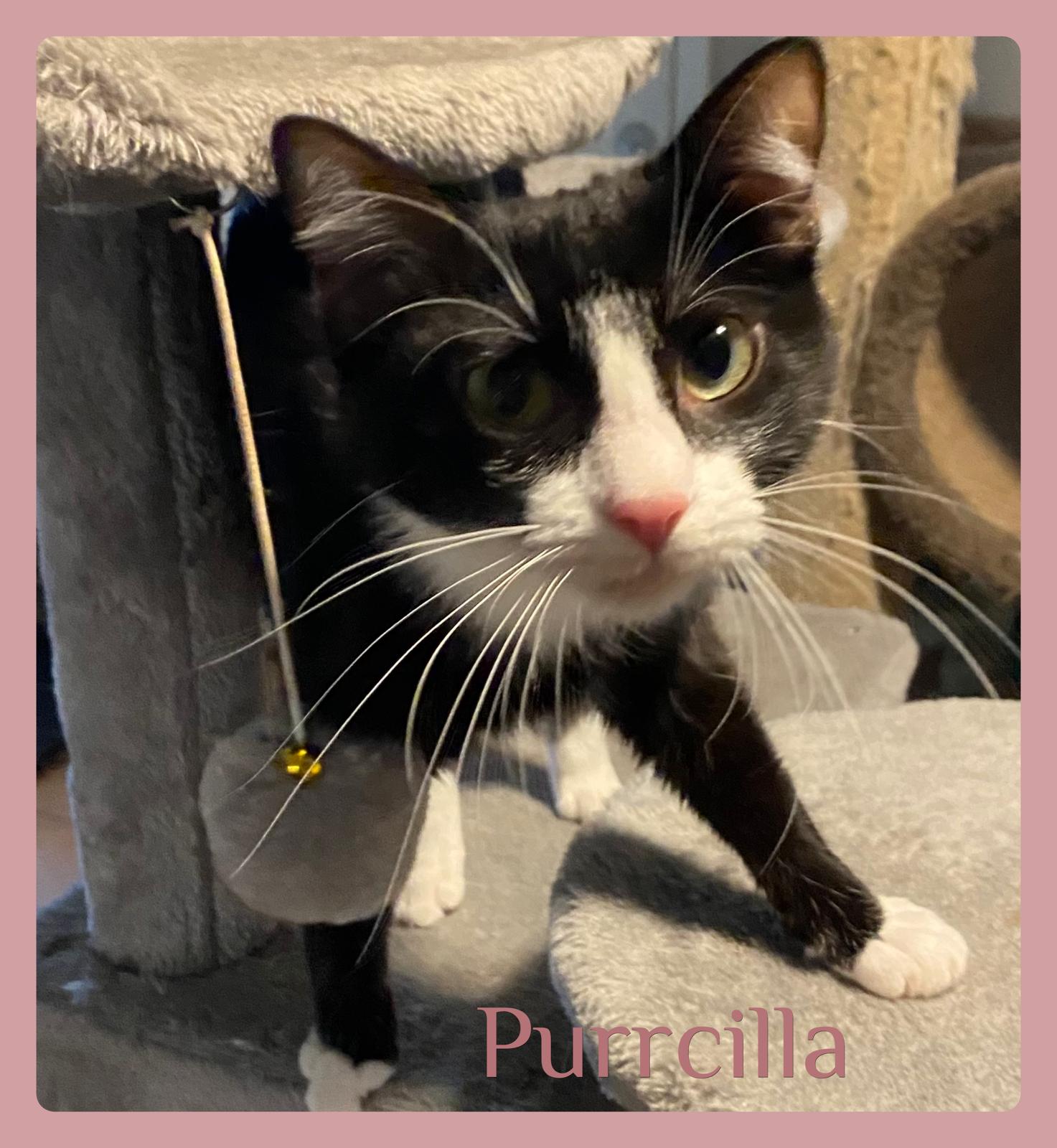 PURRCILLIA, adopted, Young Female Tuxedo.
