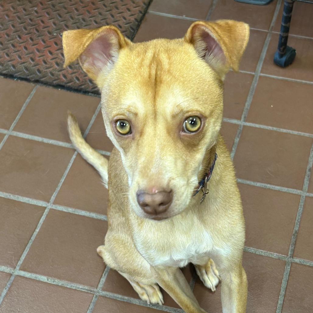 Coco, Adoptable, Young Male Chihuahua & Mixed Breed.