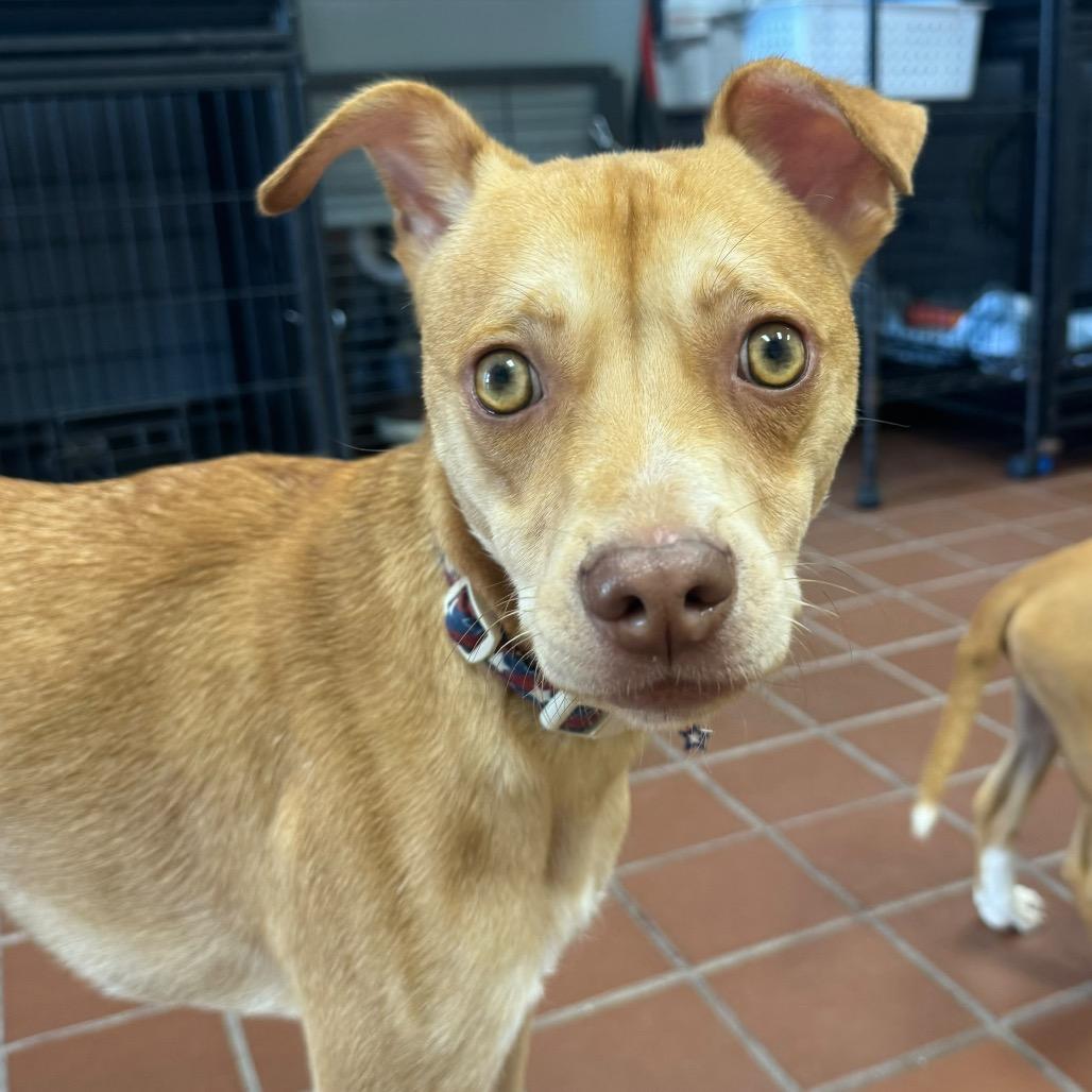 Enlarge Coco, a Adoptable mixed breed in Lake Hopatcong, NJ image 2/3