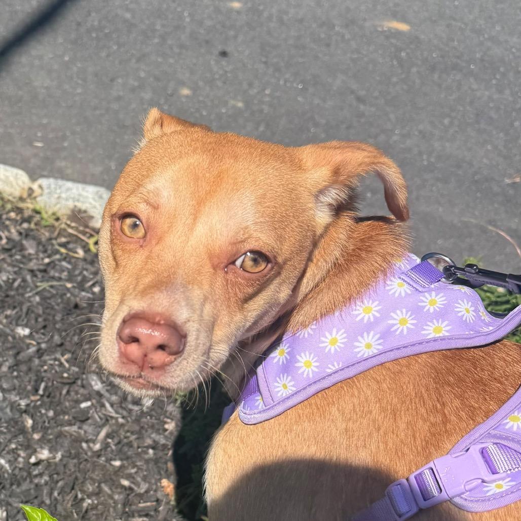 Enlarge Coco, a Adoptable mixed breed in Lake Hopatcong, NJ image 3/3