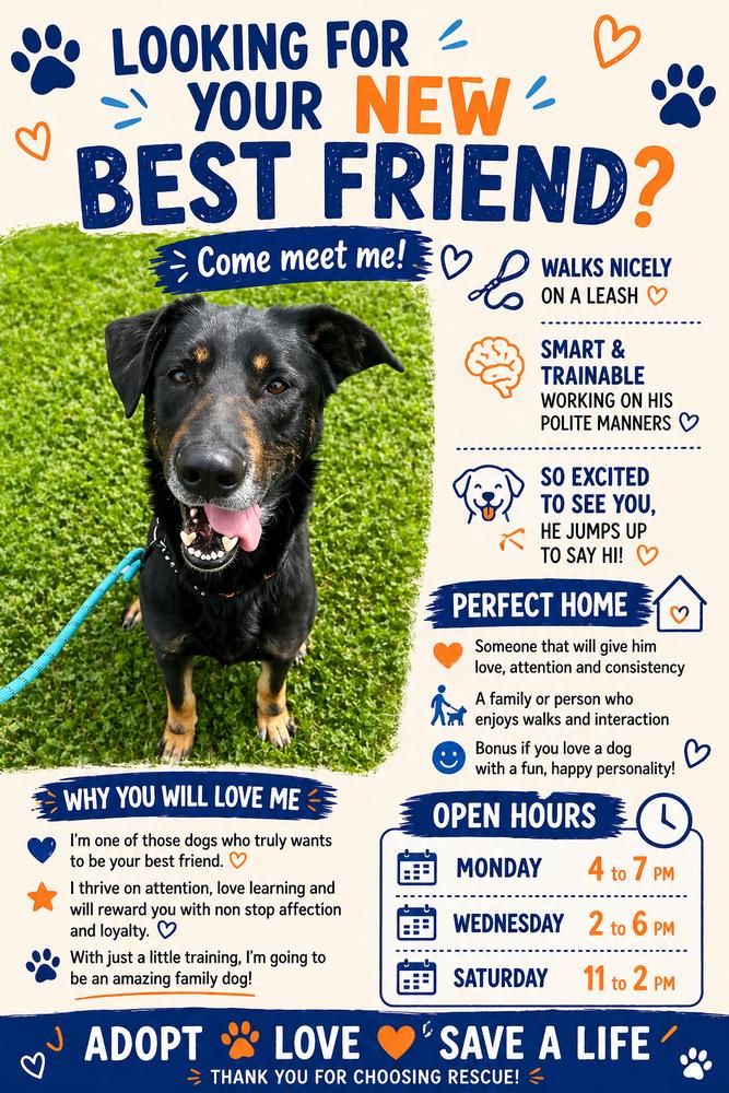 Speedy, Adoptable, Adult Male German Shepherd Dog & Mixed Breed.