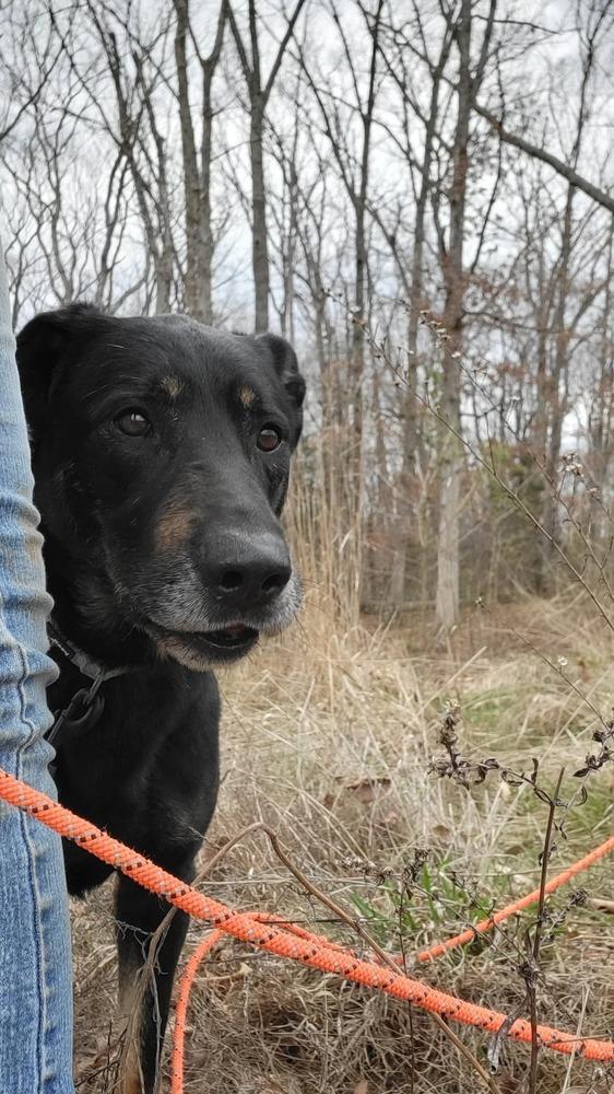 Speedy, Adoptable, Adult Male Doberman Pinscher & Mixed Breed.