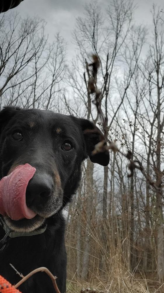 Enlarge Speedy, a Adoptable mixed breed in Warrenton, MO image 2/6