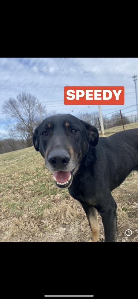 Enlarge Speedy, a Adoptable mixed breed in Warrenton, MO image 3/6