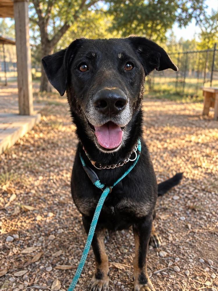 Enlarge Speedy, a Adoptable mixed breed in Warrenton, MO image 4/6