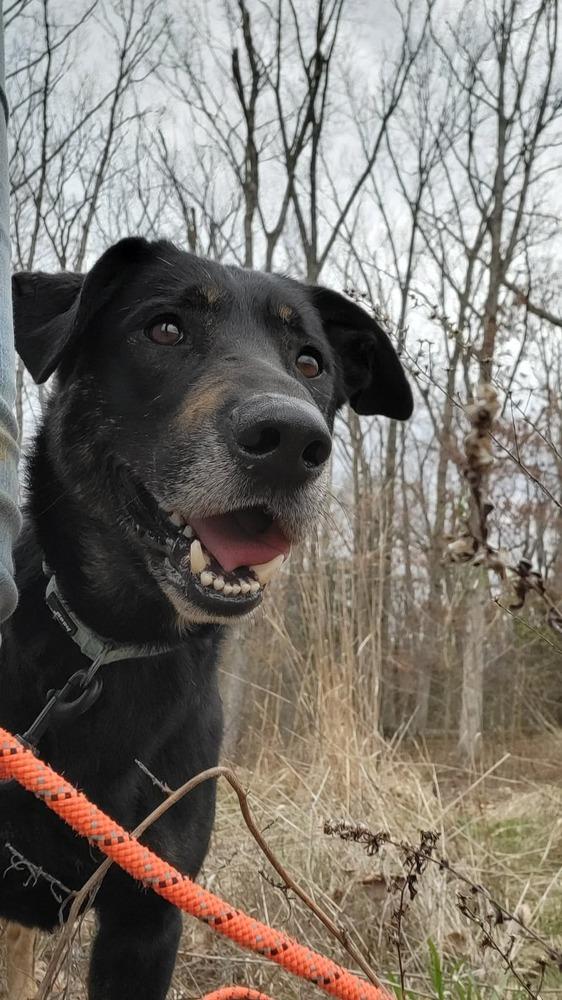 Enlarge Speedy, a Adoptable mixed breed in Warrenton, MO image 4/6