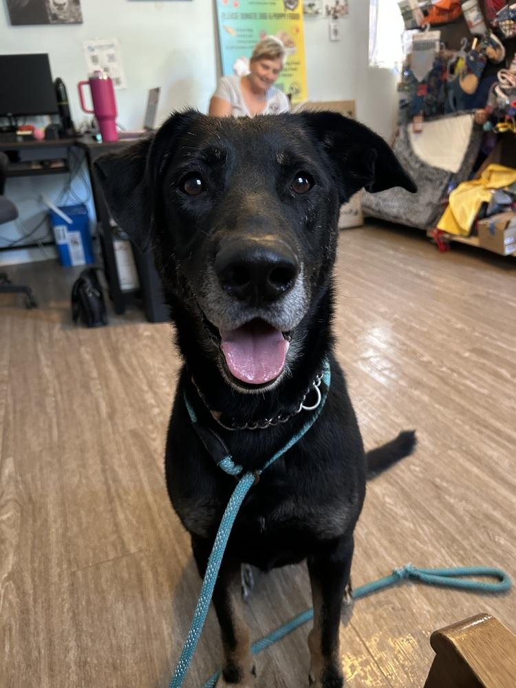 Enlarge Speedy, a Adoptable mixed breed in Warrenton, MO image 5/6