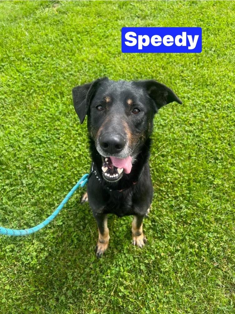 Enlarge Speedy, a Adoptable mixed breed in Warrenton, MO image 4/6