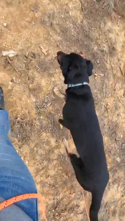 Enlarge Speedy, a Adoptable mixed breed in Warrenton, MO video 6/6