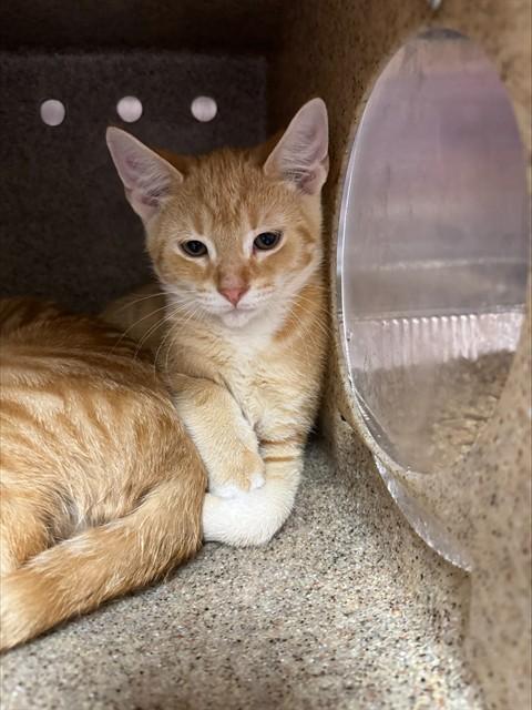 Enlarge A798691, a Adoptable Domestic Short Hair in Louisville, KY image 1/1