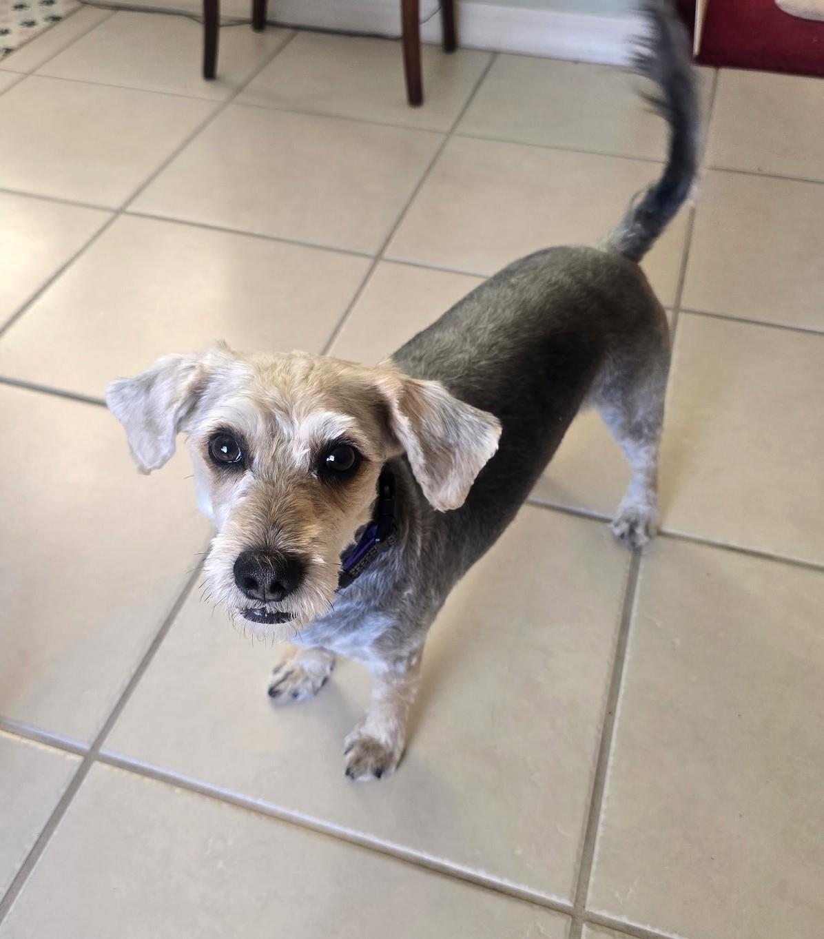 Bruno, an adopted mixed breed in Golden Valley, AZ image 2/3