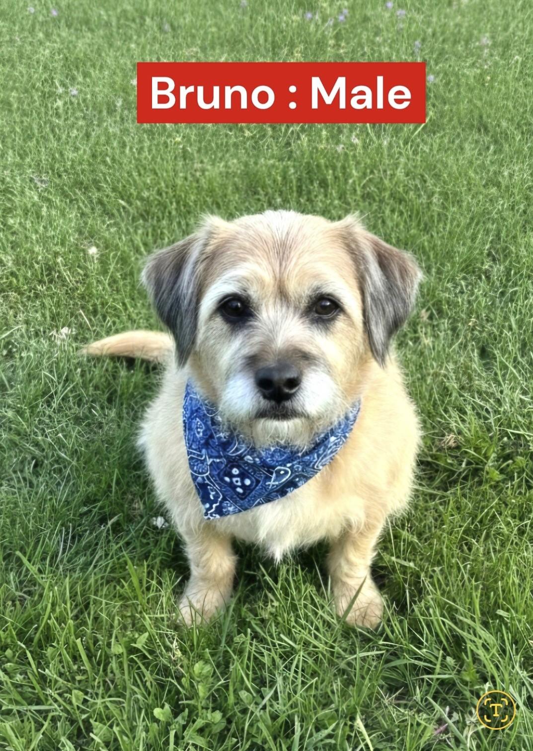 Bruno, adopted, Senior Male Sheep Dog & Terrier.