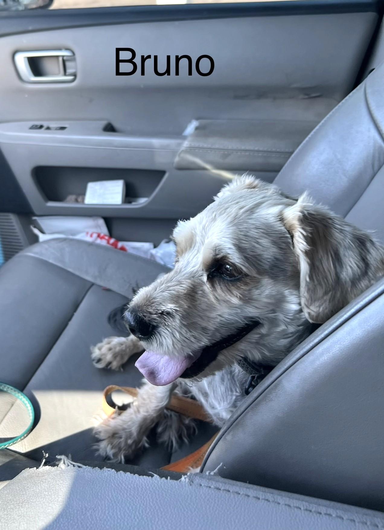 Bruno, an adopted mixed breed in Golden Valley, AZ image 3/3