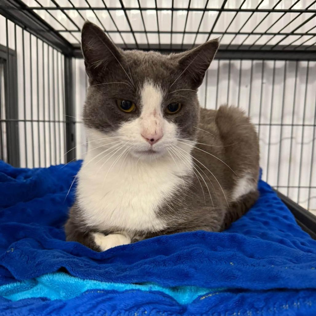 Daniel, Adoptable, Adult Male Domestic Short Hair.