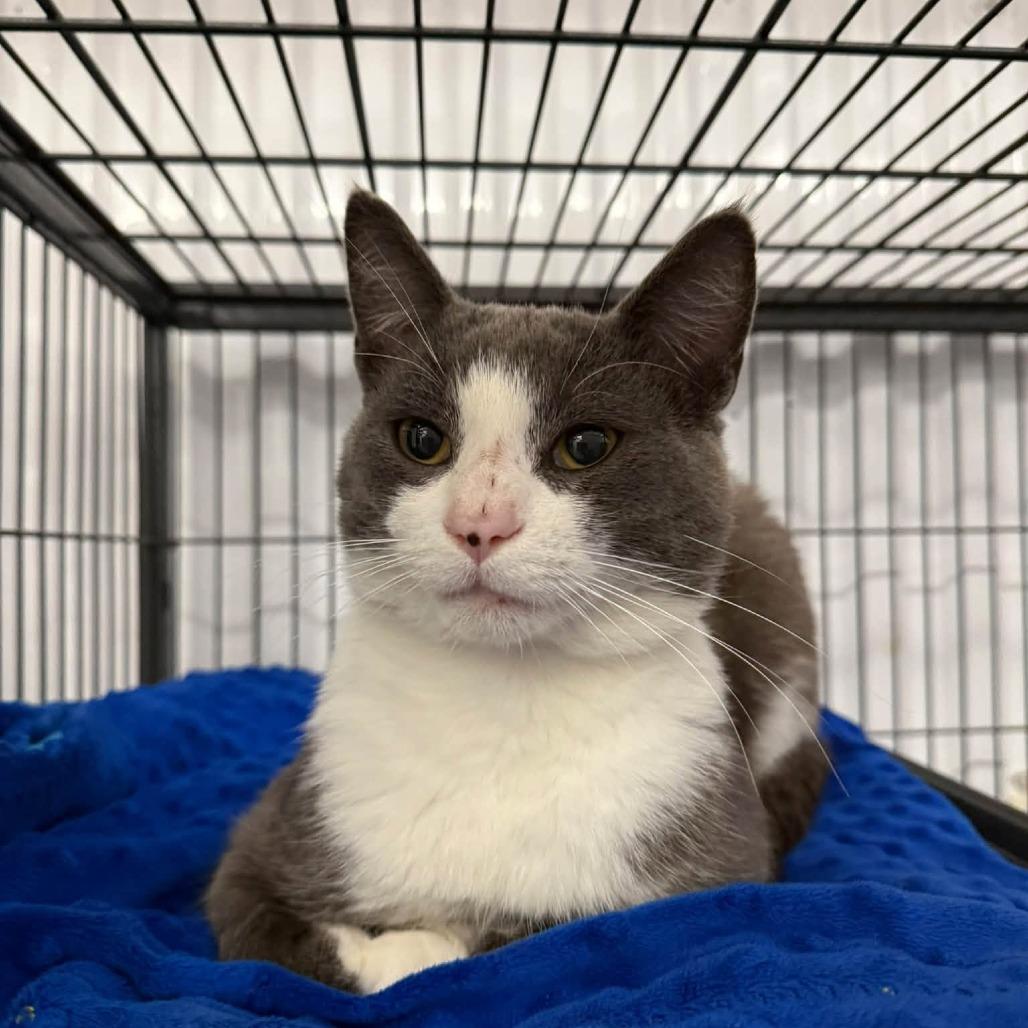 Enlarge Daniel, a Adoptable Domestic Short Hair in Meadow Lake, SK image 2/2