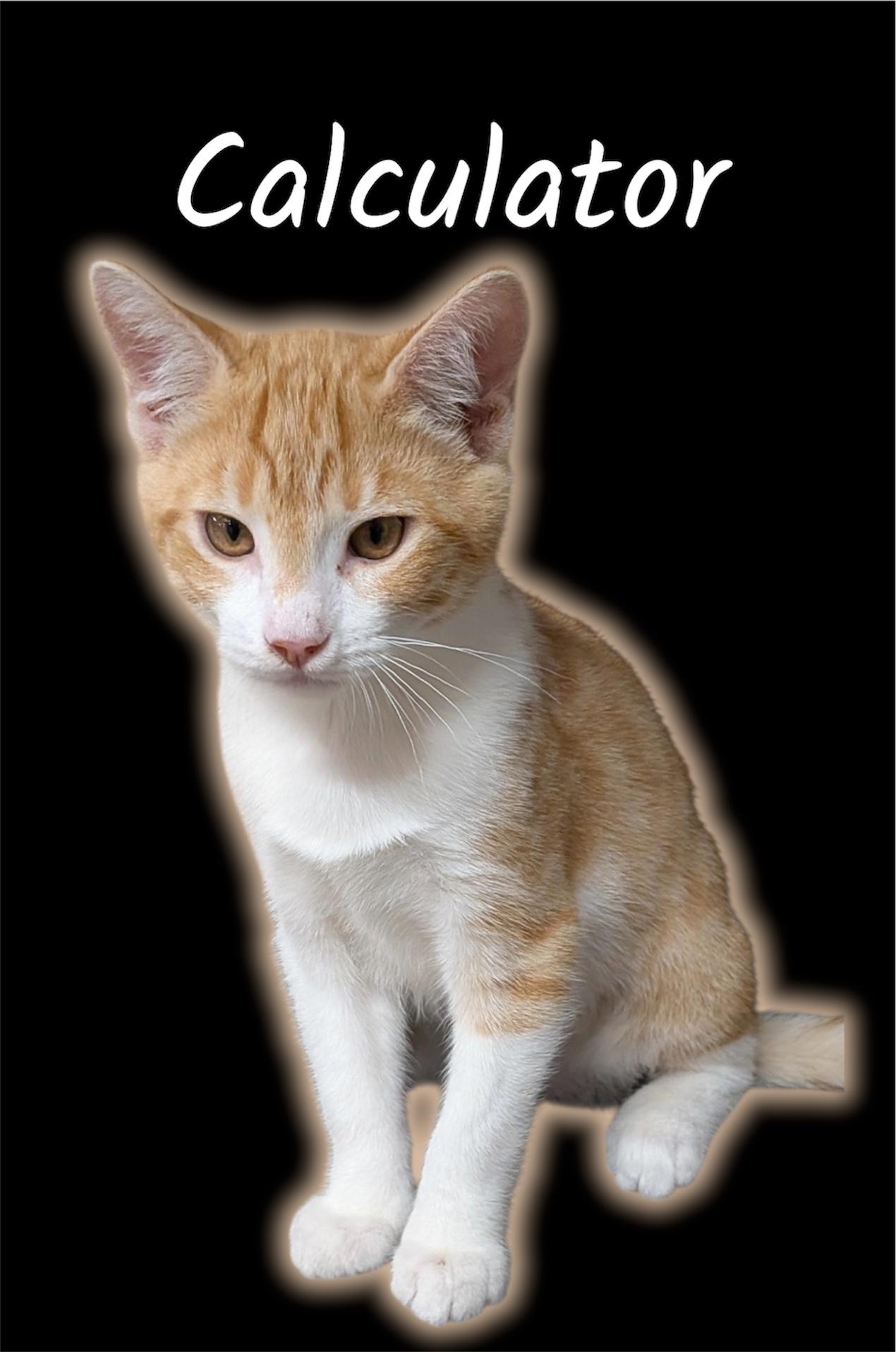 Calculator, Adoptable, Kitten Male Domestic Short Hair.