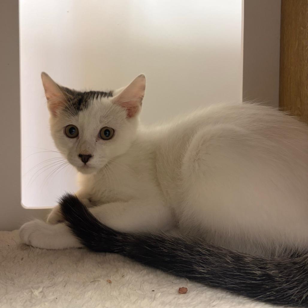 Yoshi, Adoptable, Kitten Male Domestic Short Hair.