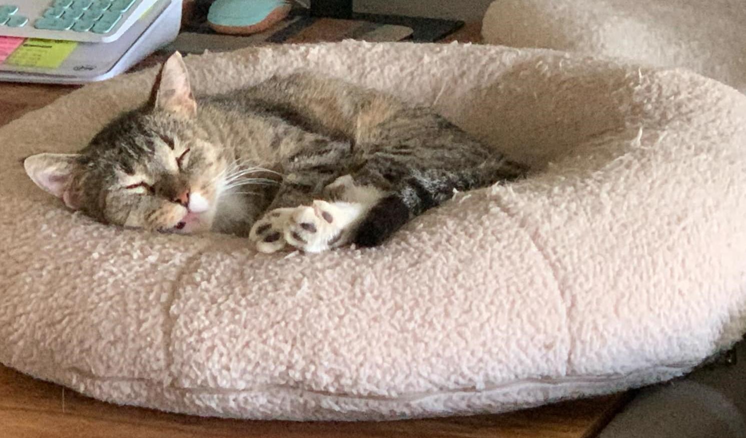 Luma ***Community Courtesy Post***, a Adoptable mixed breed in Queen Creek, AZ image 2/4