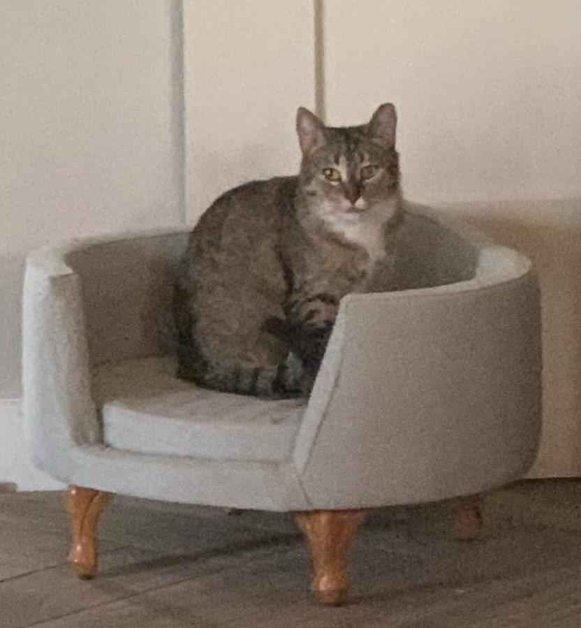 Luma ***Community Courtesy Post***, a Adoptable mixed breed in Queen Creek, AZ image 3/4