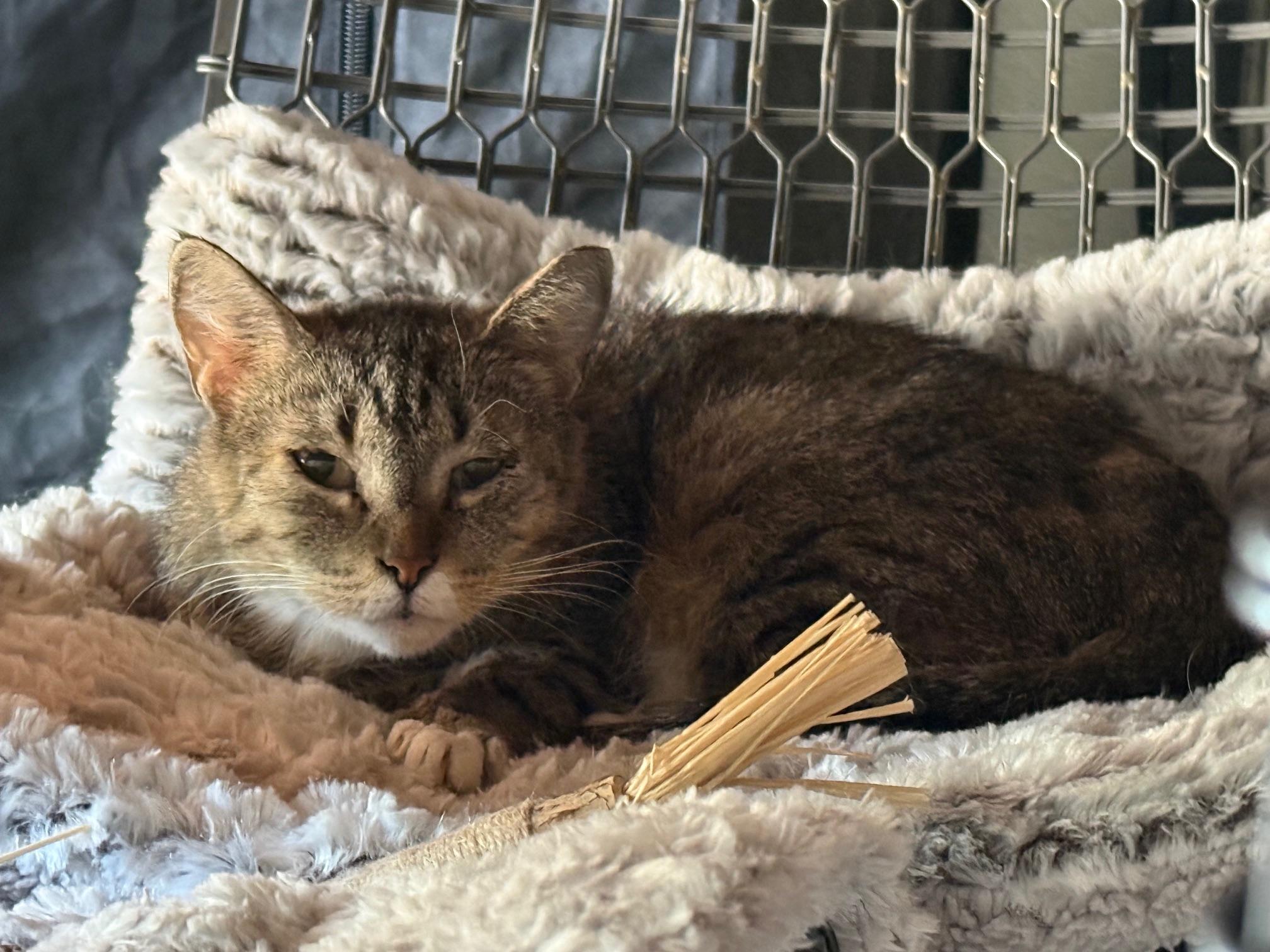 Luma ***Community Courtesy Post***, Adoptable, Young Female Domestic Short Hair.